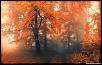 -autumn_19-wallpaper-1440x900.jpg