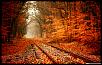 -autumn_railway-wallpaper-1440x900.jpg