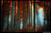 -forest_23-wallpaper-1440x900.jpg