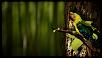 parrot_wallpaper_04_1920x1080.jpg