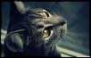 wishful_cat-wallpaper-1440x900.jpg