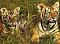 akcyp49 nickli �yeye ait kullan�c� resmi (Avatar)