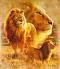 aslan 71